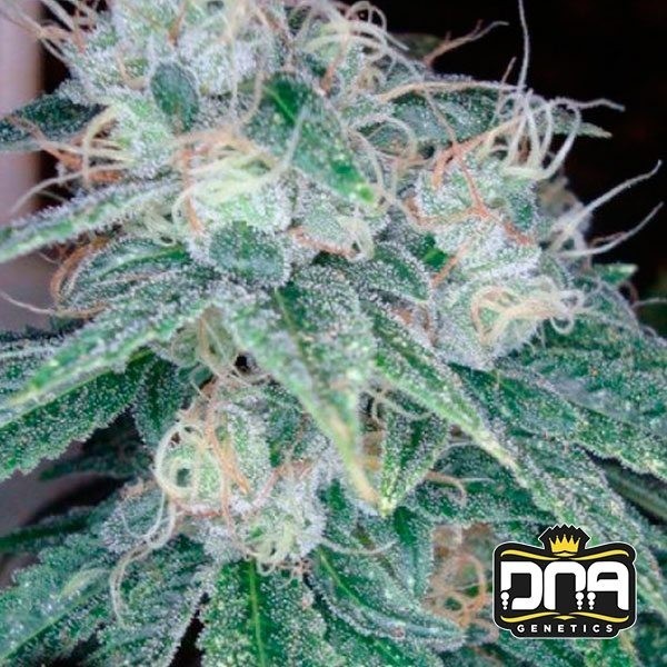 Visualizzazione Sour Diesel