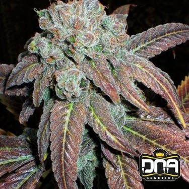 Visualizzazione Planta de marihuana