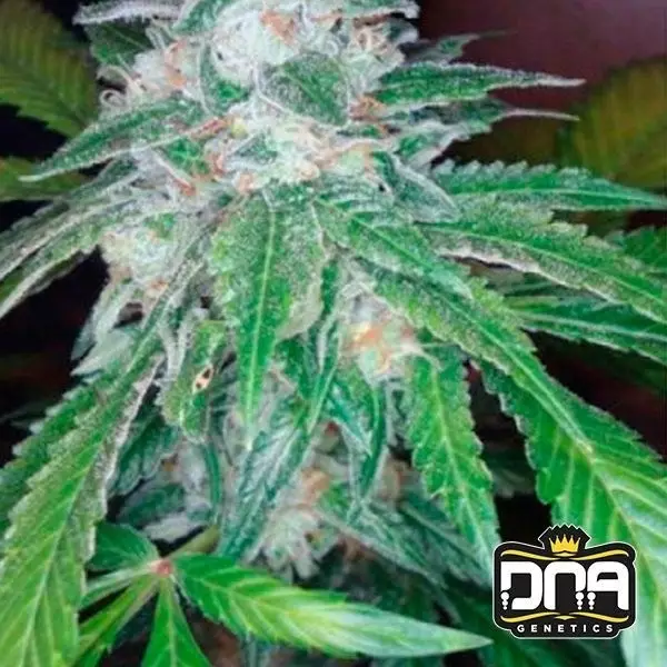 Visualizzazione Planta de marihuana