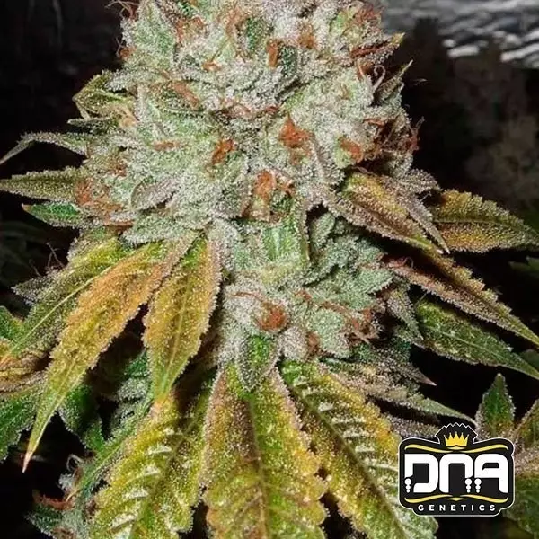 Visualizzazione Planta de marihuana