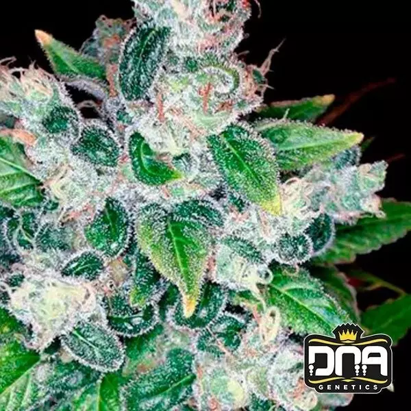 Kandy Kush Planta de marihuana