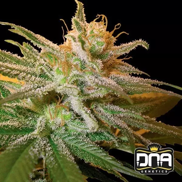 Visualizzazione Planta de marihuana