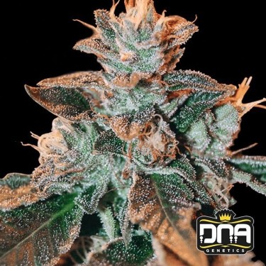 Cataract Kush