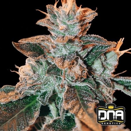 Planta de marihuana