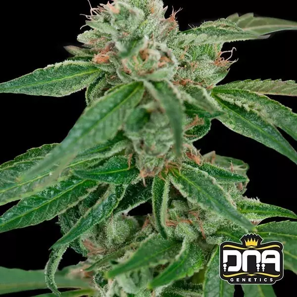 Visualizzazione Planta de marihuana