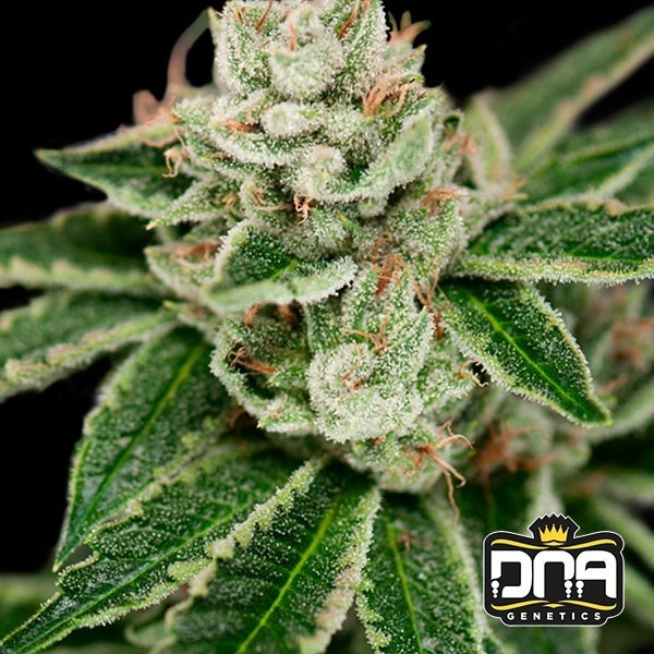 Visualizzazione Pianta di marijuana
