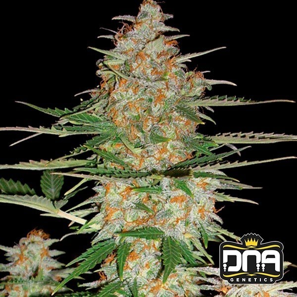 Visualizzazione Planta de marihuana