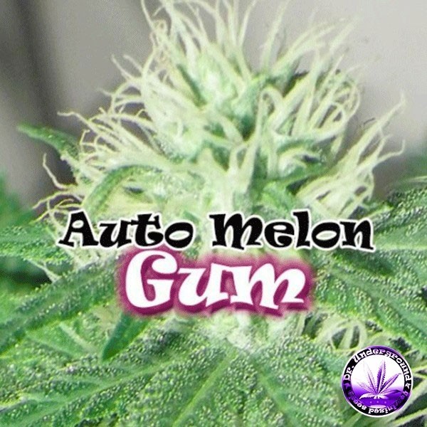 Visualizzazione Planta de marihuana