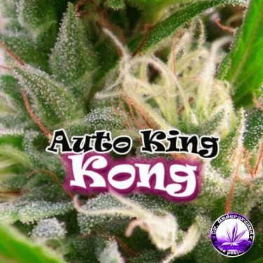Auto King Kong
