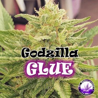 Visualizzazione Planta de marihuana