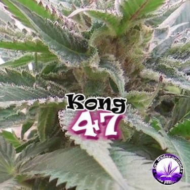 Visualizzazione Planta de marihuana