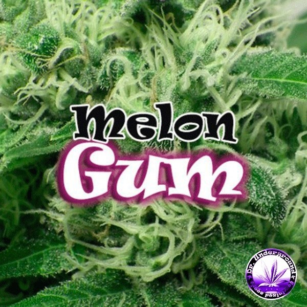 Planta de marihuana