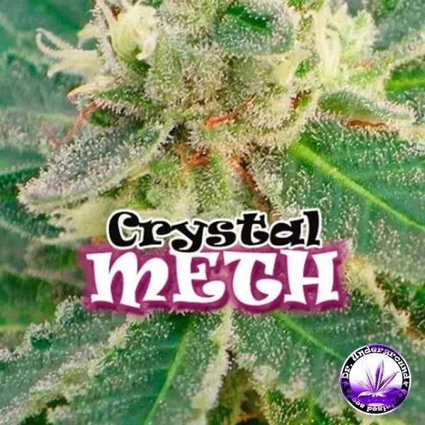 Visualizzazione Planta de marihuana