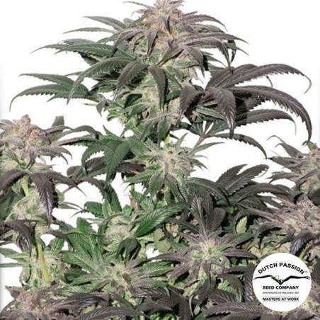 Pianta di marijuana Bubba Island Kush