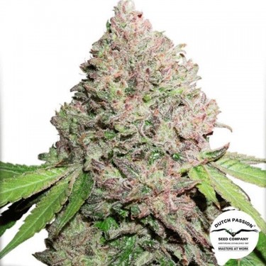 Visualizzazione CBD Charlotte's Angel planta de marihuana
