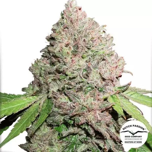 Visualizzazione CBD Charlotte's Angel planta de marihuana