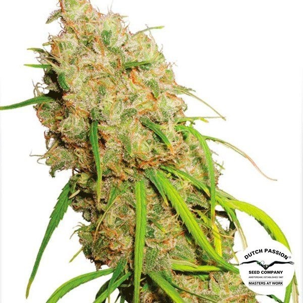 Visualizzazione Planta de marihuana