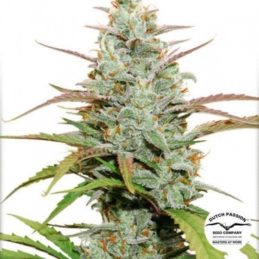 Visualizzazione Planta de marihuana