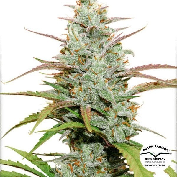 Visualizzazione Planta de marihuana