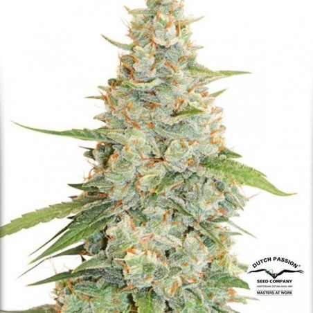 Planta de marihuana