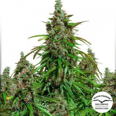 Visualizzazione Planta de marihuana