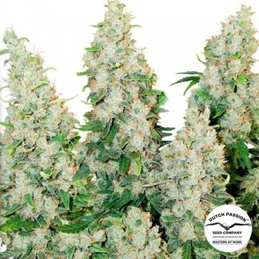 Visualizzazione Planta de marihuana