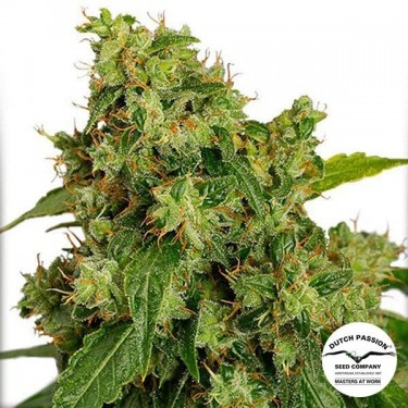 Visualizzazione Planta de marihuana