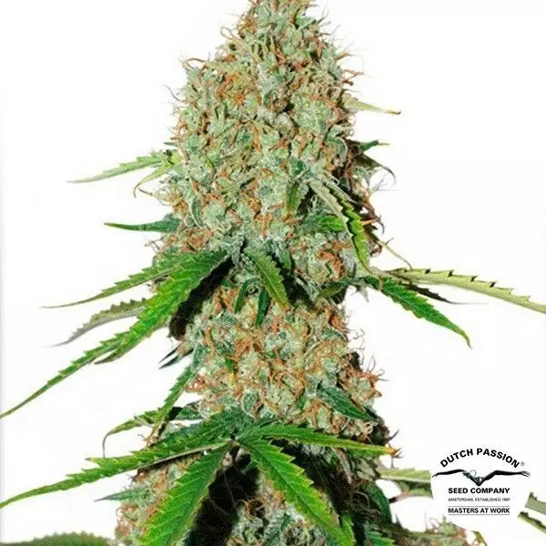 Visualizzazione Planta de marihuana