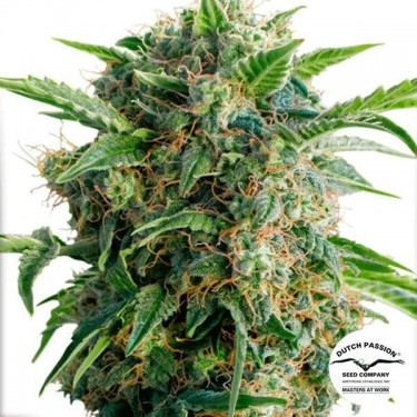 Visualizzazione Planta de marihuana