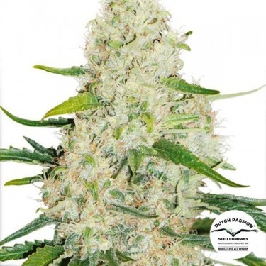 Visualizzazione Planta de marihuana