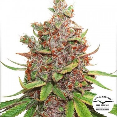 Glueberry O.G. Auto