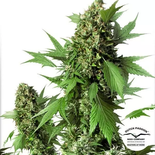 Visualizzazione Planta de marihuana