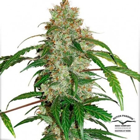 Planta de marihuana