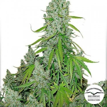 Visualizzazione Pianta di marijuana