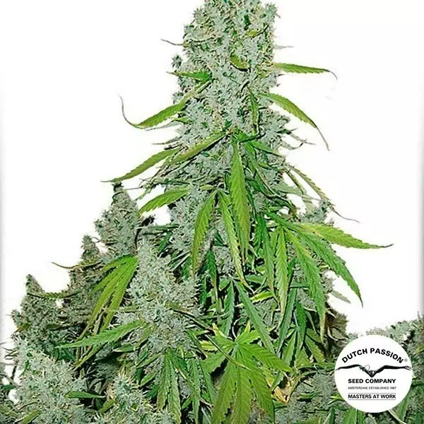 Auto Ultimate® Pianta di marijuana