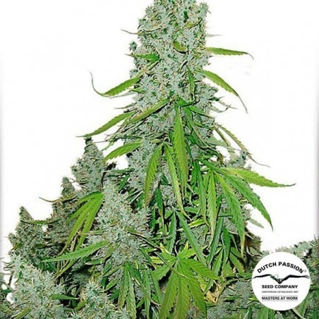 Pianta di marijuana