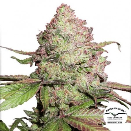 Planta de marihuana