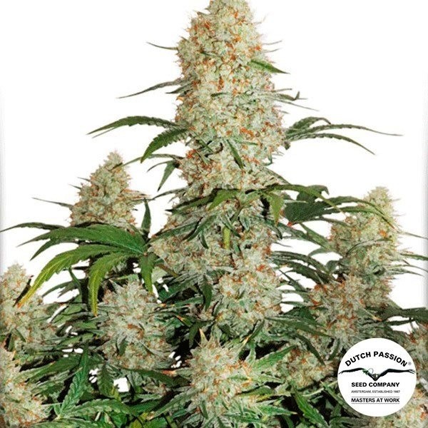 Visualizzazione Planta de marihuana