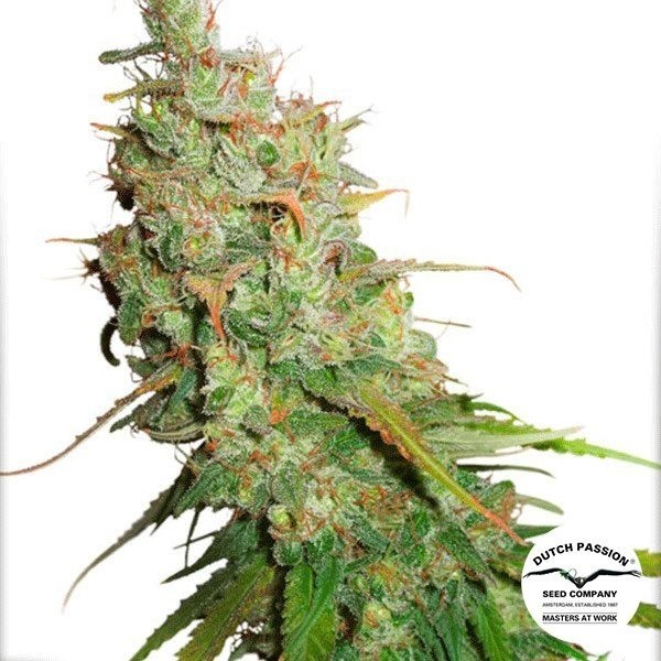 Visualizzazione Planta de marihuana