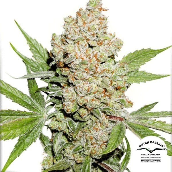 Visualizzazione Planta de marihuana