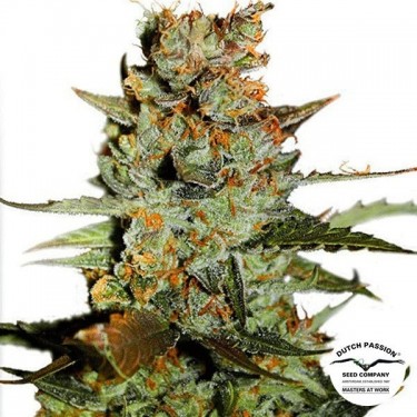 Planta de marihuana