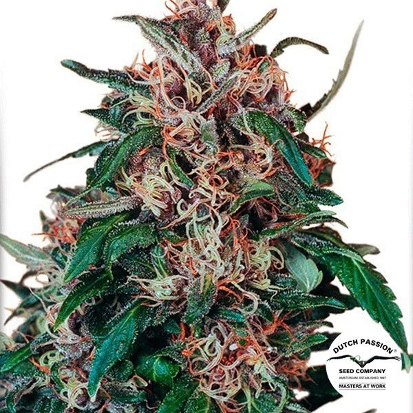 Pianta di marijuana