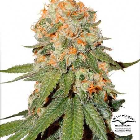 Planta de marihuana