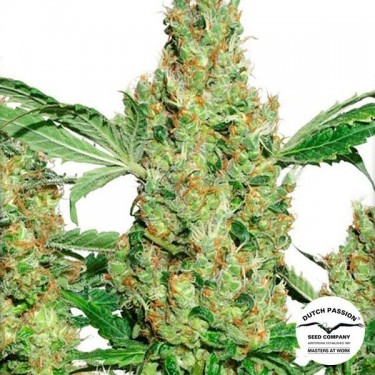 Power Plant ® Regolare