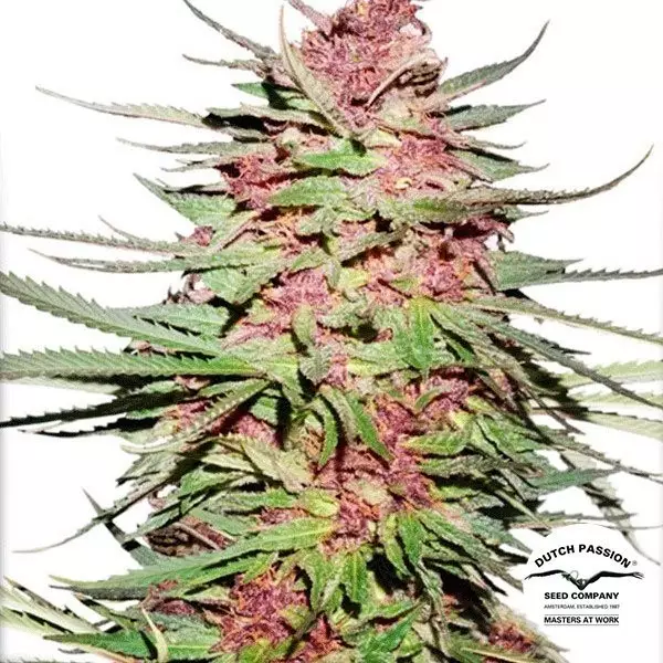 Visualizzazione Planta de marihuana