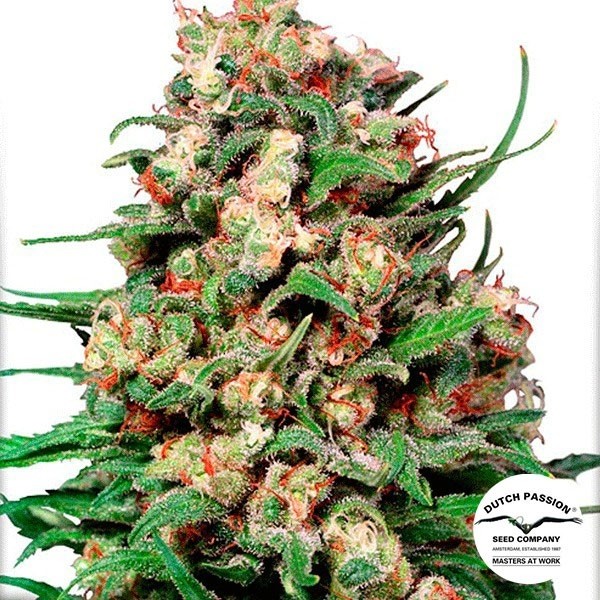 Planta de marihuana