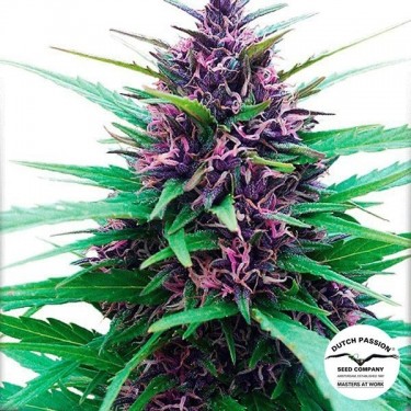 Visualizzazione Planta de marihuana