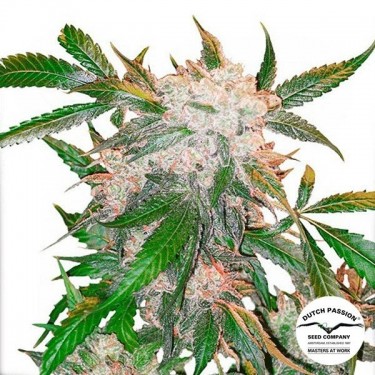 Visualizzazione Planta de marihuana