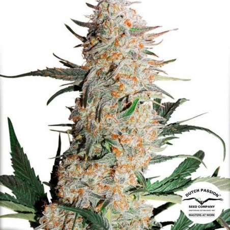 Planta de marihuana