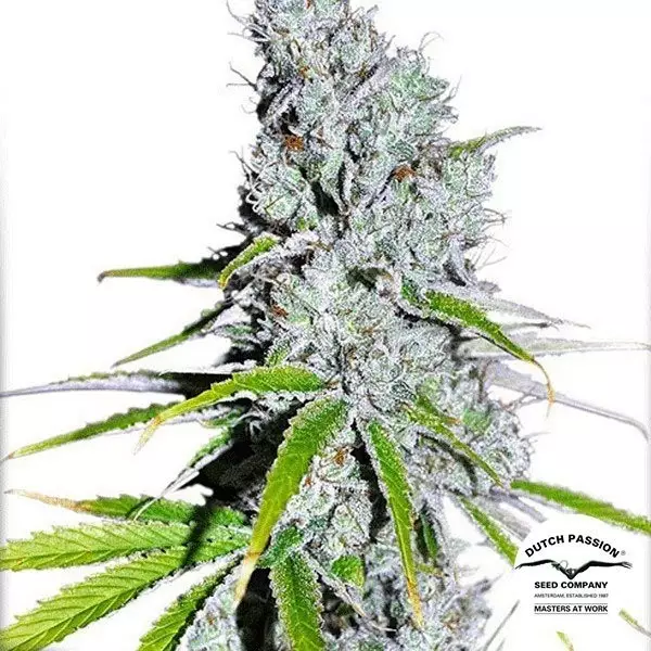 Visualizzazione Planta de marihuana